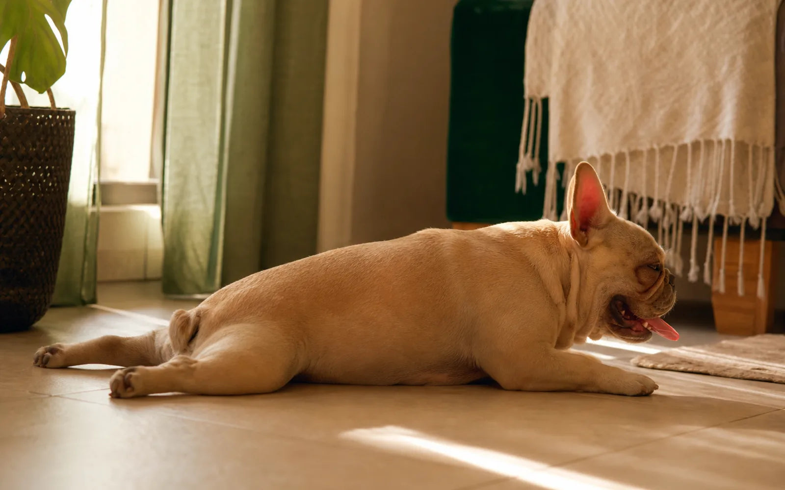 A French bulldog resting on a cool floor, panting on a hot day
