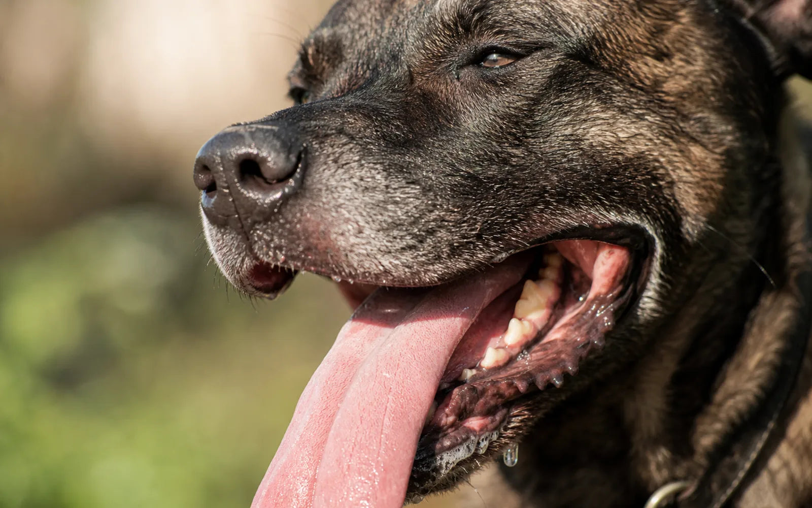 Close-up of a dog panting heavily with its tongue fully extended