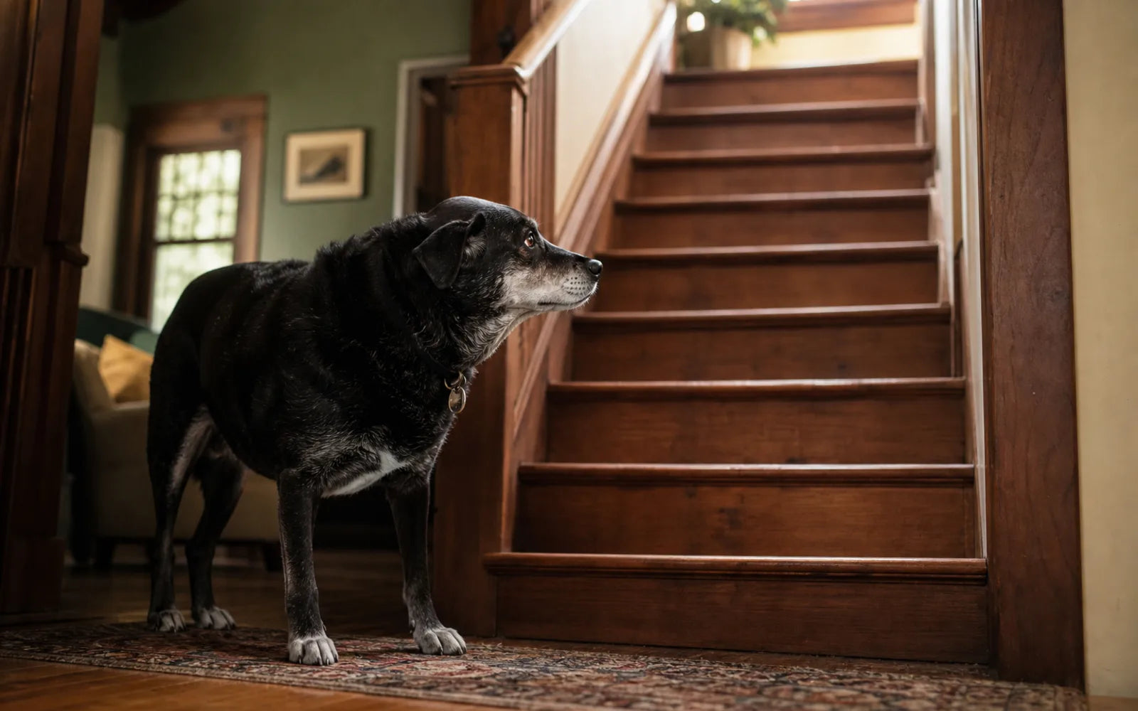 A senior dog pausing at the bottom of a staircase
